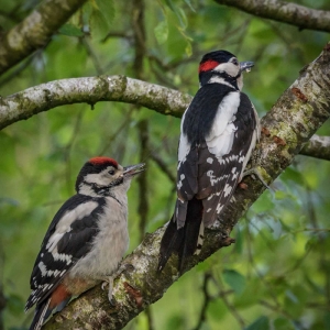 Redwell   04 06 2017   D3s (42 Of 42).jpg